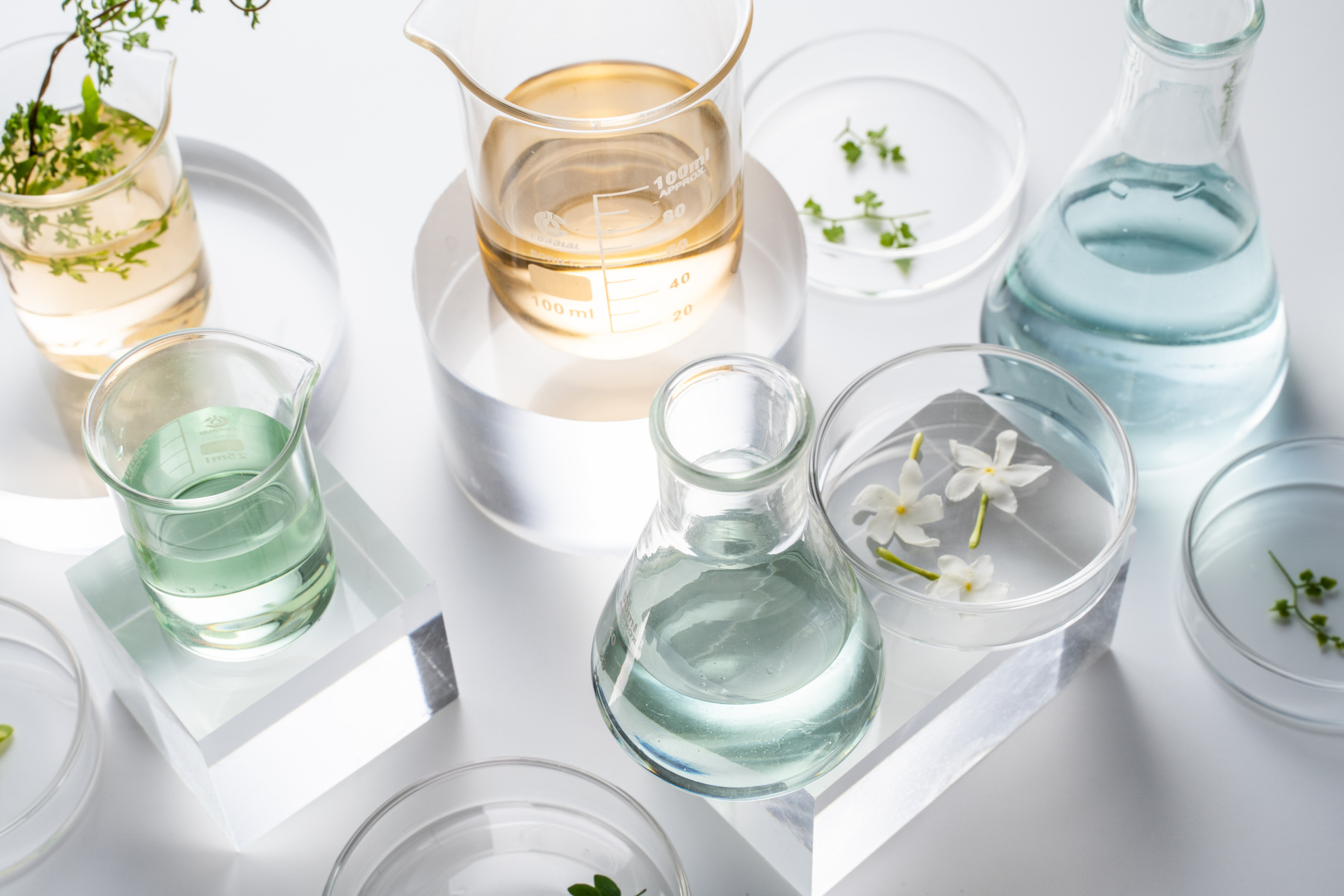 Assorted Leaves in Petri Dishes with Beakers